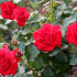 Jak se starat o růže na podzim? Přistání, ořezávání, krmení a příprava na zimní - gardener tipy